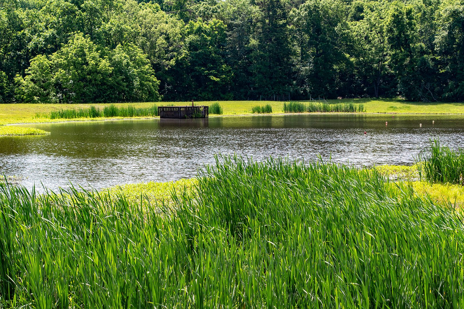 marsh and lake with riser in background for scm