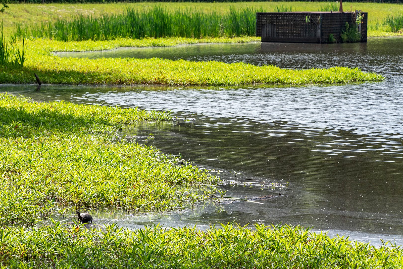 pond with riser and turtle in forground